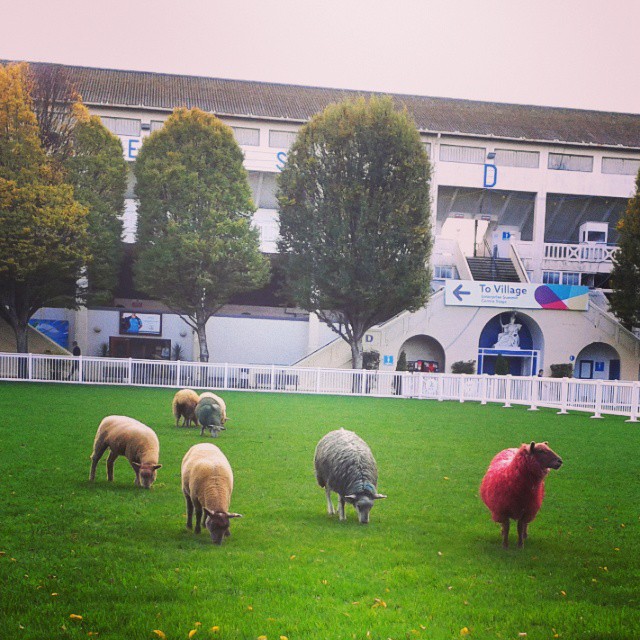 colorful sheep