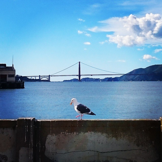 seagull by the golden gate